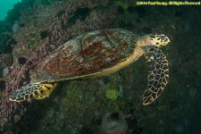 hawksbill turtle